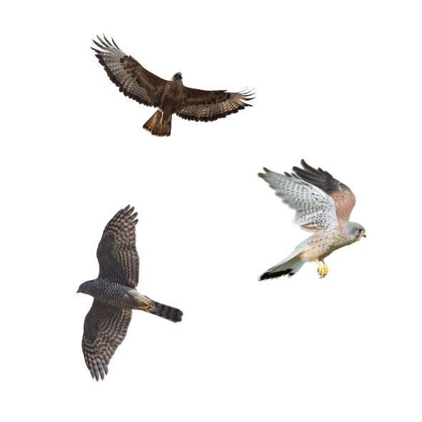Roofvogels zoals de buizerd, sperwer of valk